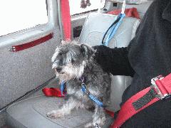 Blitz desperately needs a haircut! These were the first 2 dogs I allowed to ride in the front seat without a crate. Based on how nervous they were, I believe I am going to start using the crate again. I just don't think they like the sensations of flight sitting exposed in the front seat like that. IMG_1470.JPG